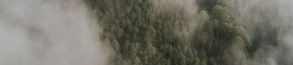 Forest_Background