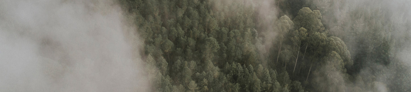 Forest_Background