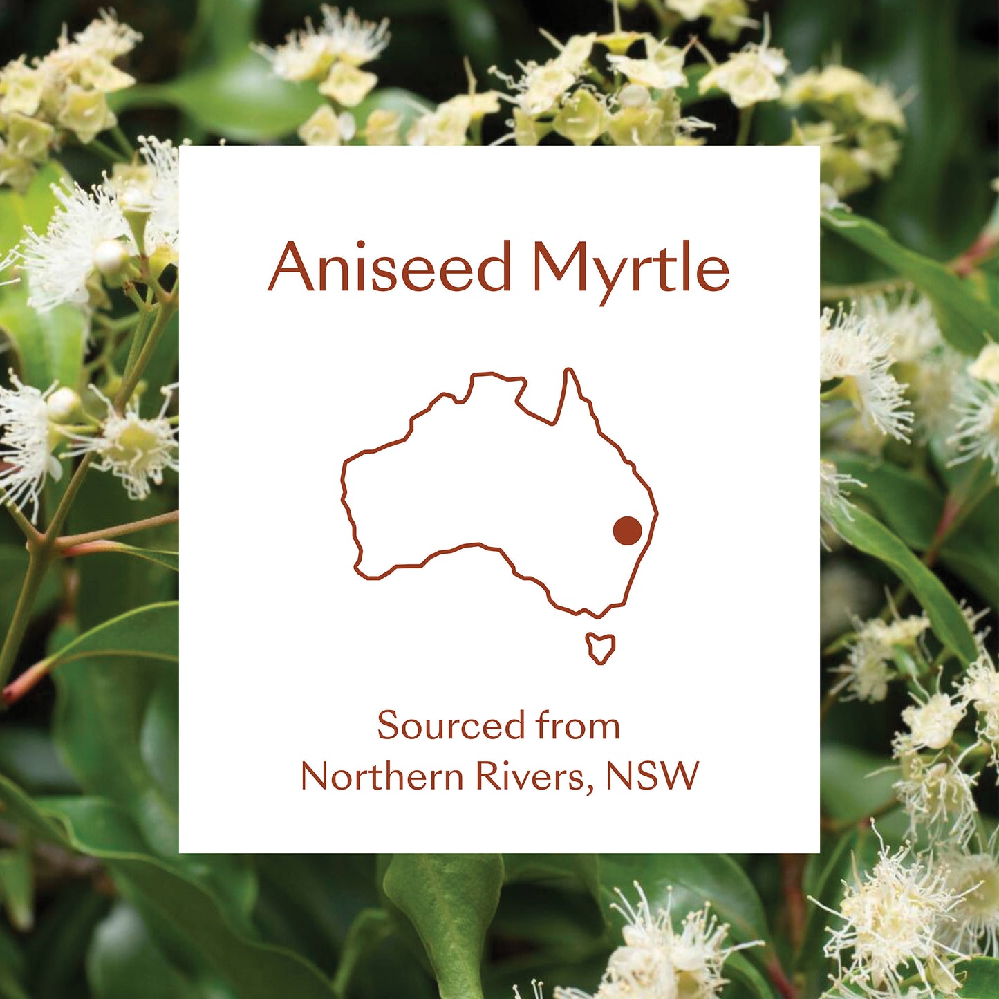 
                  
                    Aniseed Myrtle Essential Oil
                  
                